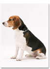犬